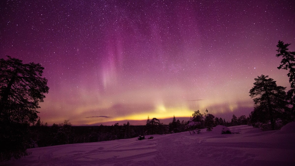 silhouette of trees under purple sky